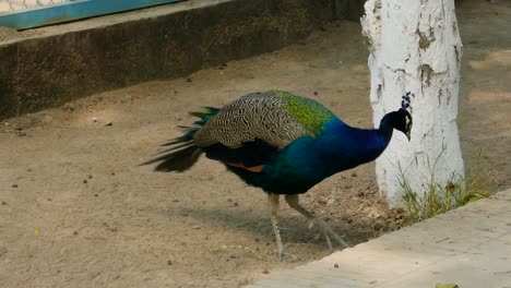 un primer plano de un hermoso pavo real