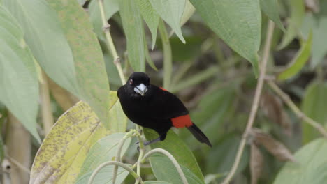 magnífico macho escarlata -tangara rabadilla forrajeando en el verde dosel tropical