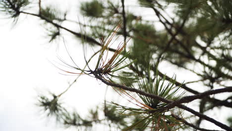 looking up towards the sky in a forest full of evergreen trees