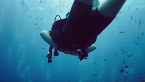 scuba diver exploring vibrant coral reefs and marine life
