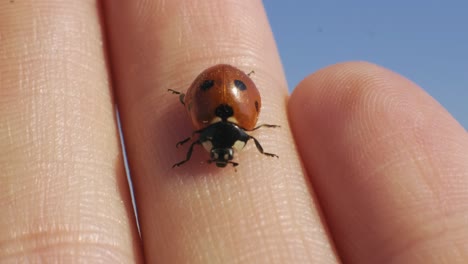 primer plano de una mariquita en la mano caucásica