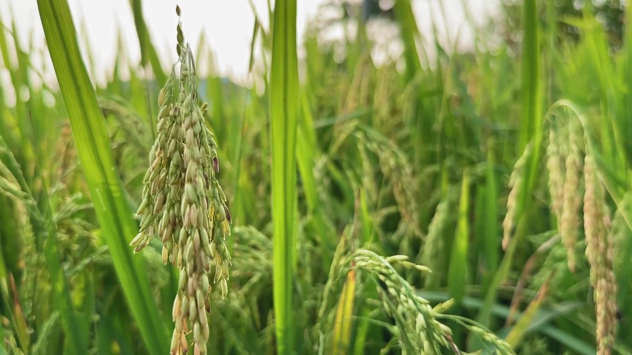 Primo piano di semi di riso indiano a grano corto nella spiga di riso.
