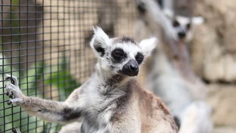 Ring-tailed-lemurs-close-up