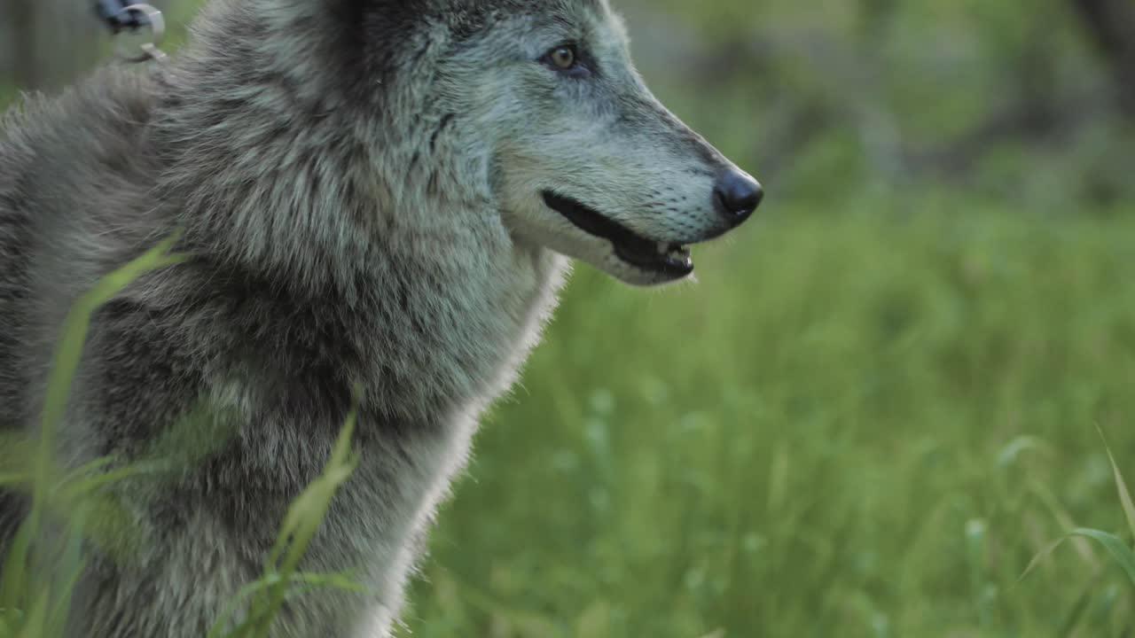 A gray wolf pants with its mouth open while standing in lush green grass. The surrounding forest is softly lit, evoking a calm summer wilderness atmosphere.
