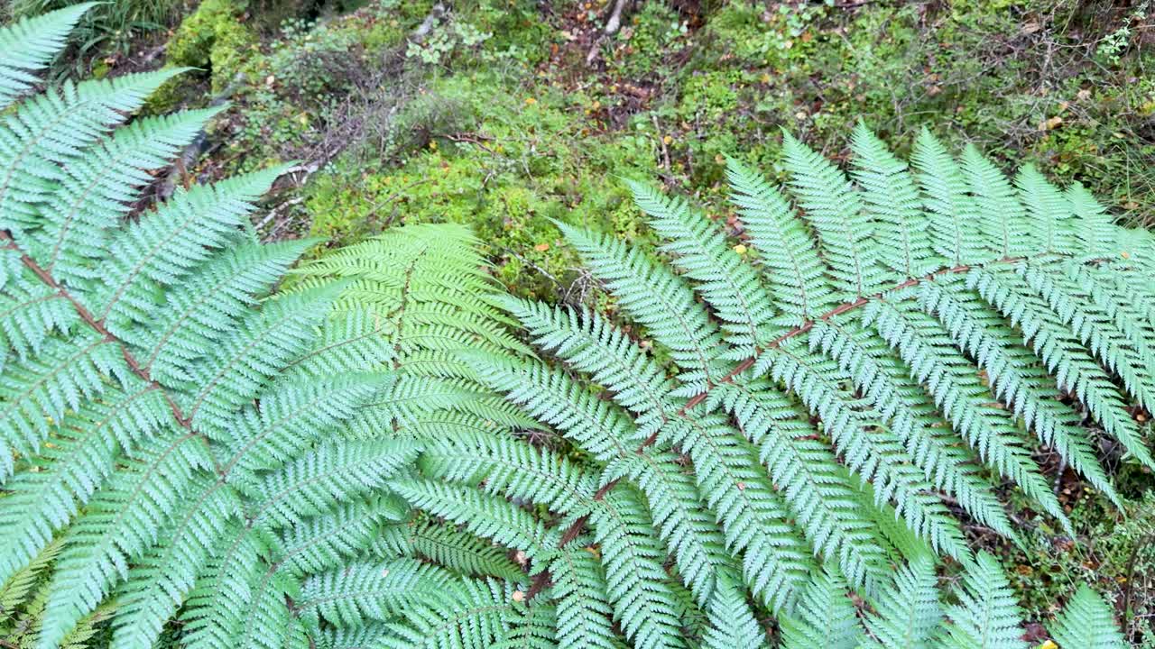 Close-up of vibrant green fern fronds gently moving, set against a lush forest background with natural lighting