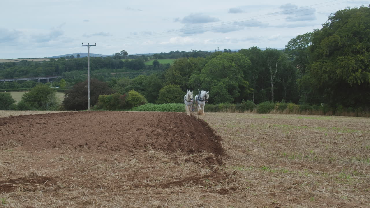dos caballos de condado caminando en un campo abierto durante el gran rally vintage trethew en liskeard, reino unido