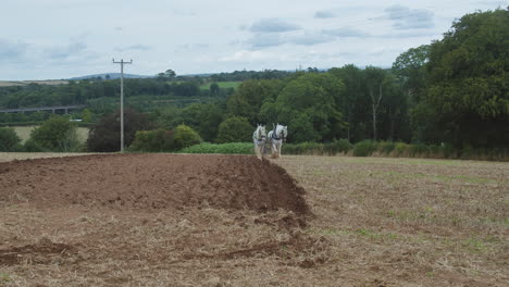 Dos-Caballos-De-Condado-Caminando-En-Un-Campo-Abierto-Durante-El-Gran-Rally-Vintage-Trethew-En-Liskeard,-Reino-Unido