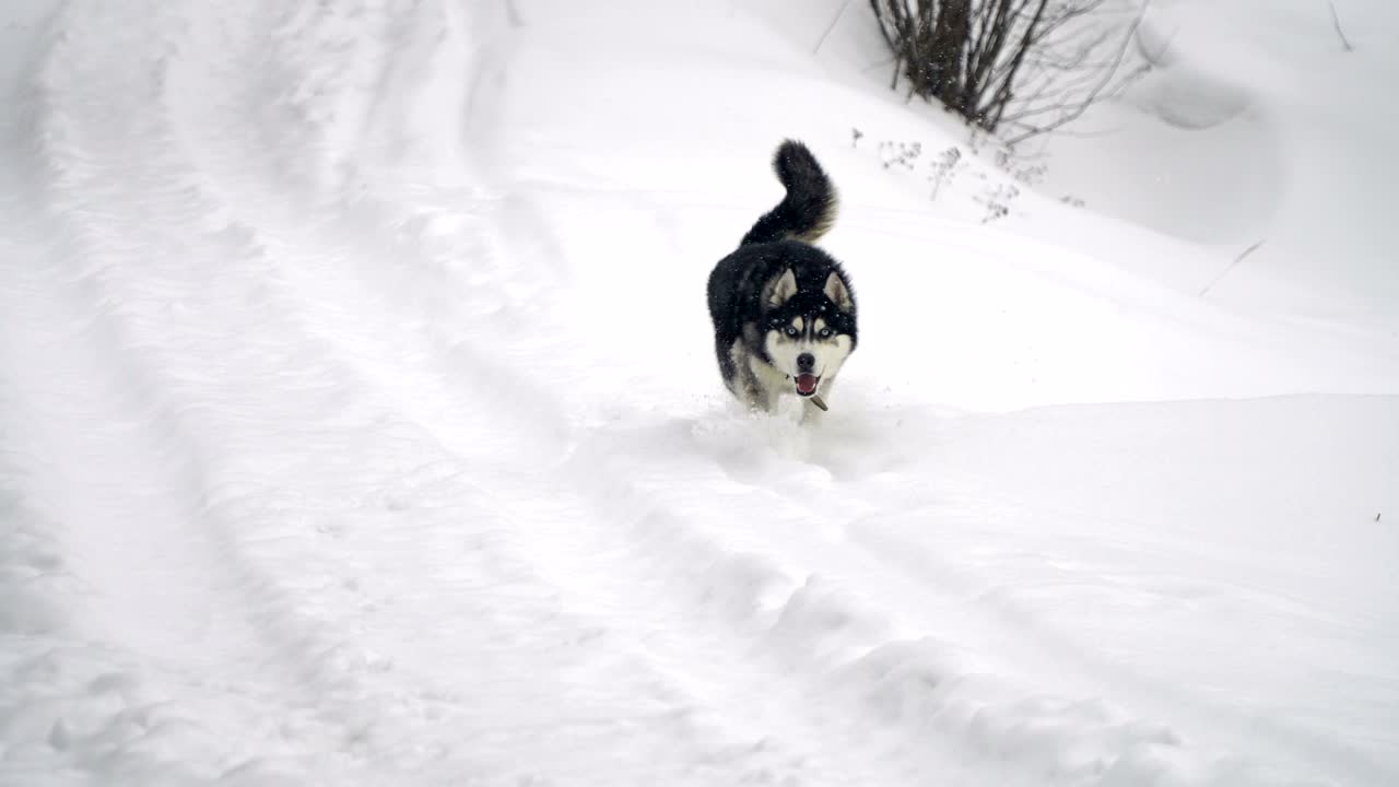 husky jugando en la nieve