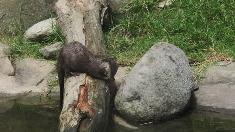 a playful river otter munches on a fish atop a large log, its wet fur glistening in the sunlight