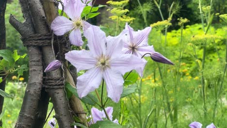 Close-up-of-delicate-pink-flowers-in-a-lush-garden-setting