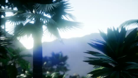 mountain and field landscape with palms