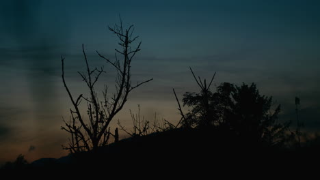 sunset over forest, silhouettes of trees and dead branches, evening sky