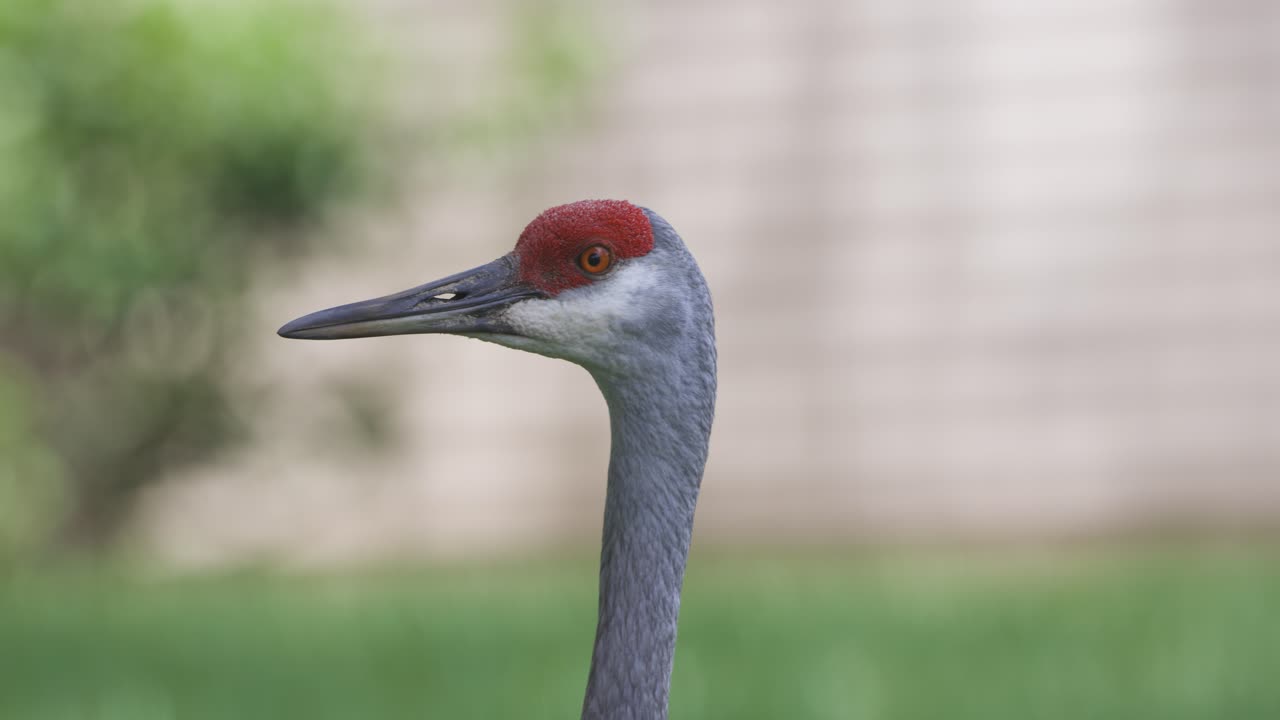 Double-crested cormorant spreads wings while perched on a log beside a turtle in a calm lake