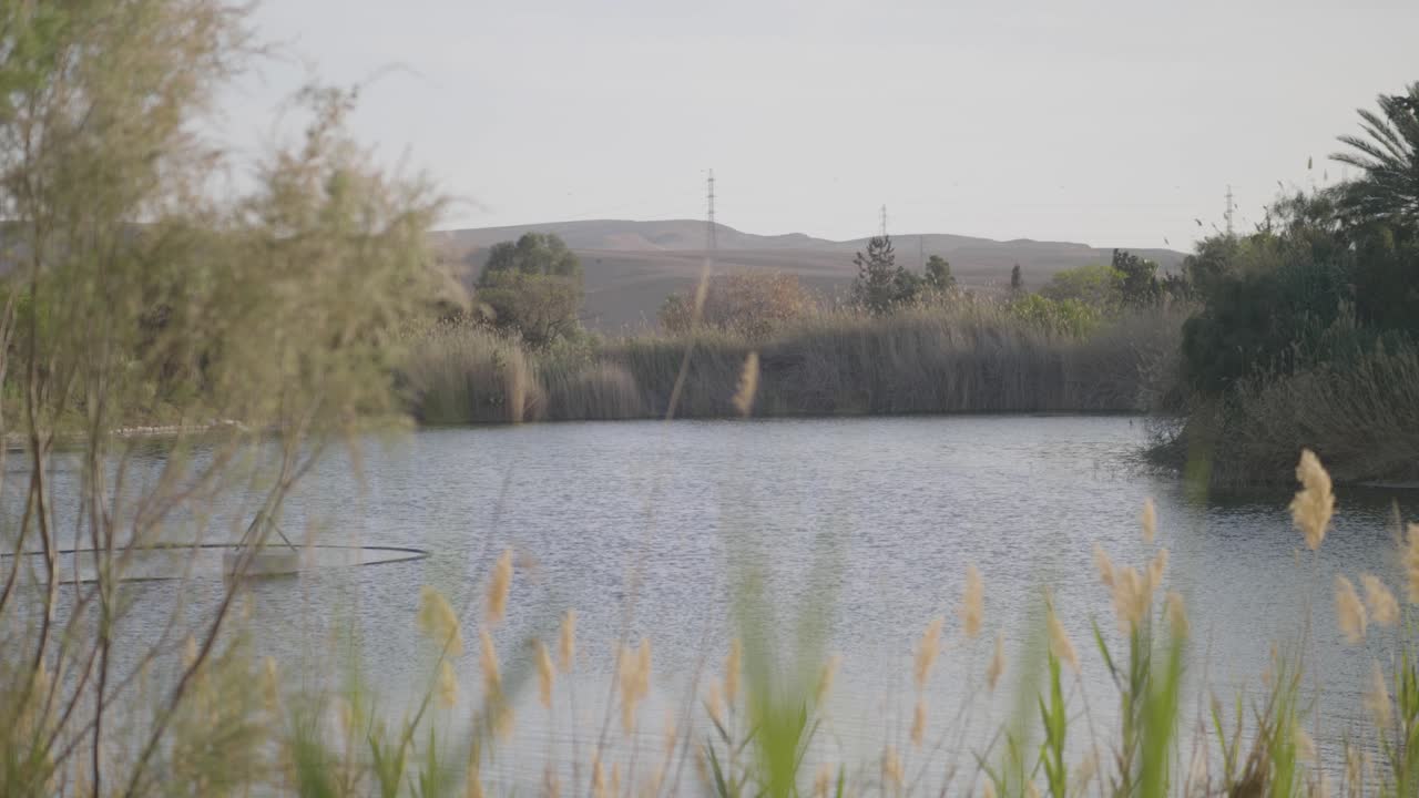 Neot Smadar kibbutz's irrigation pond, featuring a floating water pump used for permaculture, surrounded by desert vegetation, slow motion reveal shot