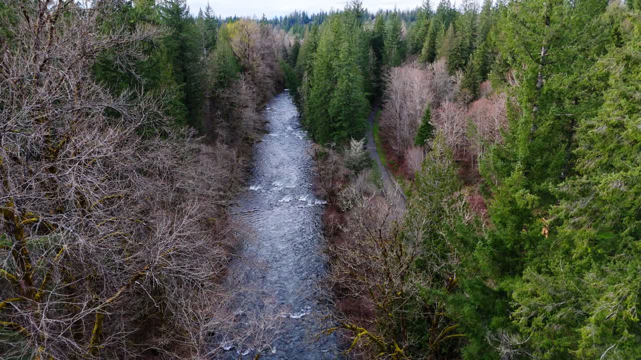 hermosa vista aérea del río cedar que fluye a través del bosque de hoja perenne en el estado de washington