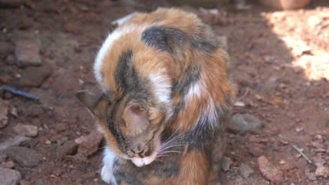 4k-video-of-a-fluffy-cat-is-caught-in-the-act-of-self-grooming