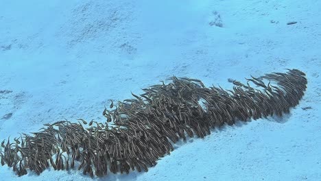 underwater shot of a school of fish on the seabed.