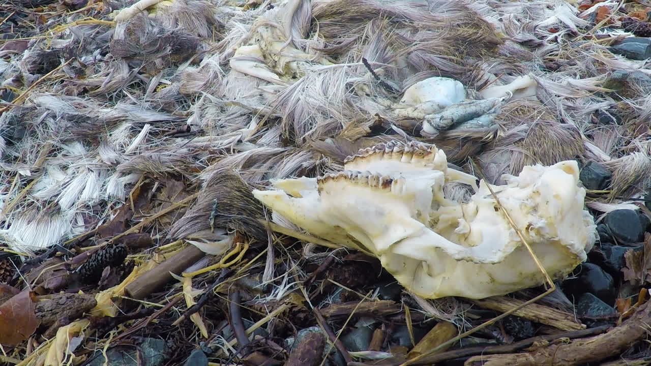 알래스카 코디악 섬의 죽은 사슴의 두개골, 털, 유골