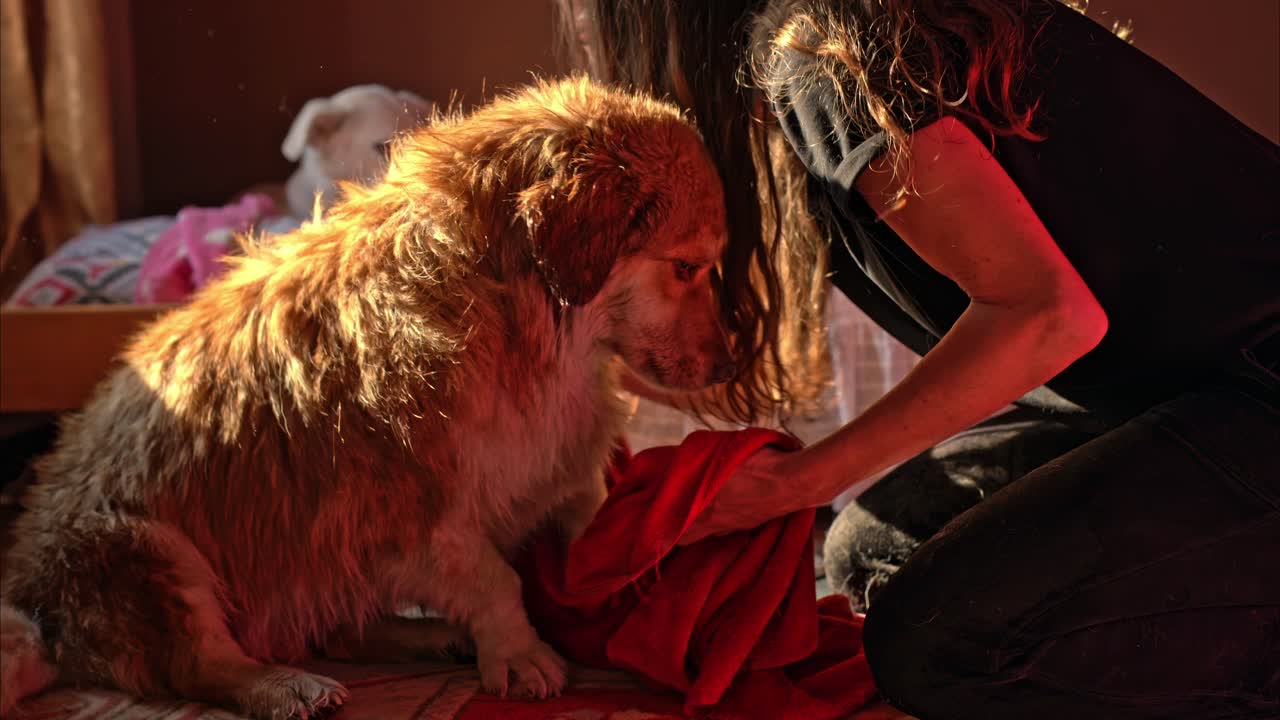 Scène chaleureuse en intérieur d'un chien séché délicatement avec une serviette après un bain.
