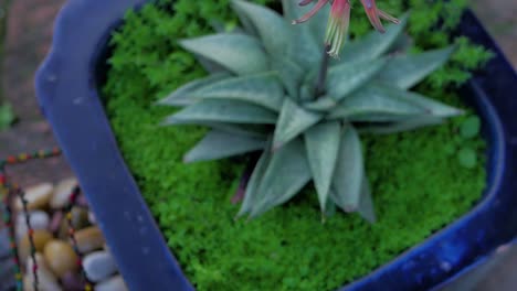 Tilt-down-shot-of-flowering-aloe-plant-in-blue-pot