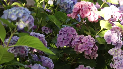 beautiful lush hortensia bushes with pink and purple flowers getting blown by the wind