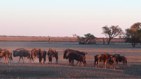 Verwirrung-Von-Gnus-Versammeln-Sich-Im-Abgewinkelten-Goldenen-Kalahari-Abendlicht