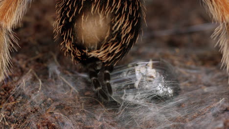 Mexikanische-Rotknie-Vogelspinne-Wickelt-Beute-Mithilfe-Von-Spineretts-In-Ein-Netz---Extreme-Nahaufnahme---Zeitlupe