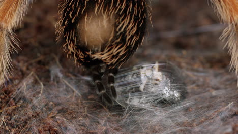 tarántula mexicana de rodillas rojas envuelve a la presa en la web usando spineretts - primer plano extremo - cámara lenta
