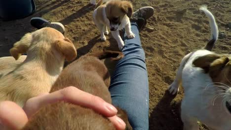 a point of view shot of a litter of puppies asking for attention and cuddles on lap