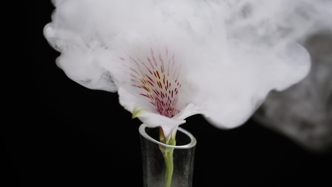 White Alstroemeria Flower Engulfed by Rising Smoke