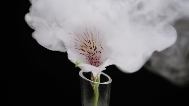 White Alstroemeria Flower Engulfed by Rising Smoke