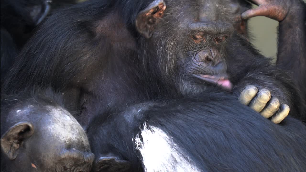 grupo de chimpancés acurrucados juntos y recogiendo pelaje y limpiándose unos a otros