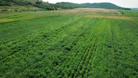 Aerial-of-watering-plants-on-a-potatoe-field,-plentation