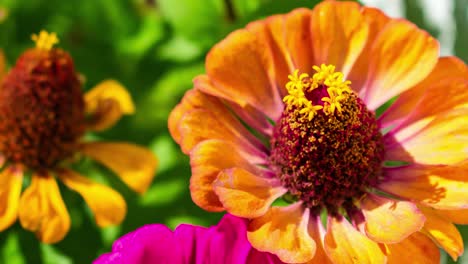 Zoom-in-on-a-orange-flower