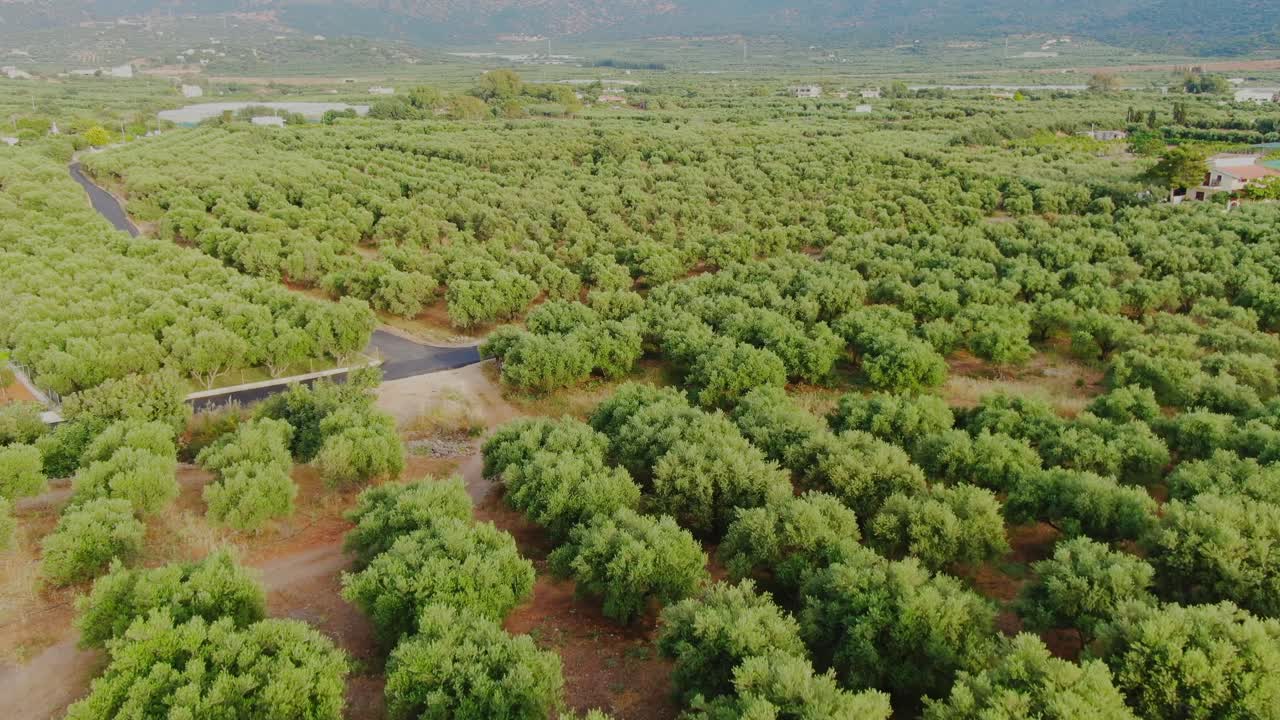 endless field of olive (Olea europaea) trees in Crete, Greece. aerial fly over