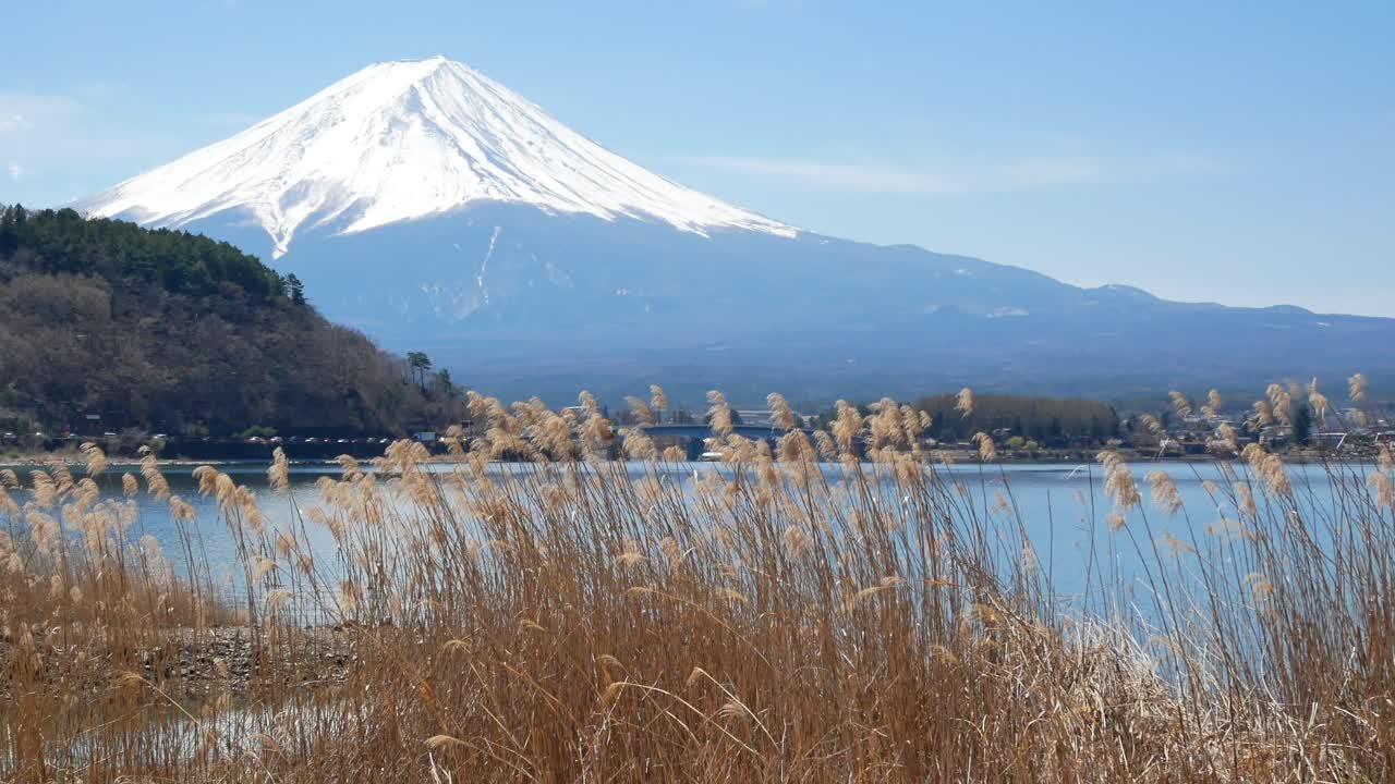 vista del paisaje natural de la montaña volcánica fuji con el lago kawaguchi en primer plano con flores de hierba y viento que sopla-4k uhd video filmación corta