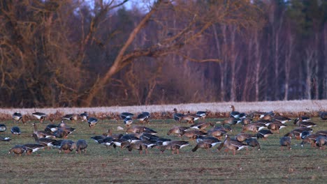 Una-Gran-Bandada-De-Gansos-Albifrones-De-Frente-Blanca-En-El-Campo-De-Trigo-De-Invierno-Durante-La-Migración-De-Primavera