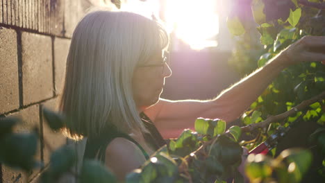 Eine-Alte-Frau,-Die-Einen-Birnenobstbaum-In-Ihrem-Obstgarten-Bei-Sonnenuntergangsbeleuchtung-Der-Goldenen-Stunde-Beschneidet