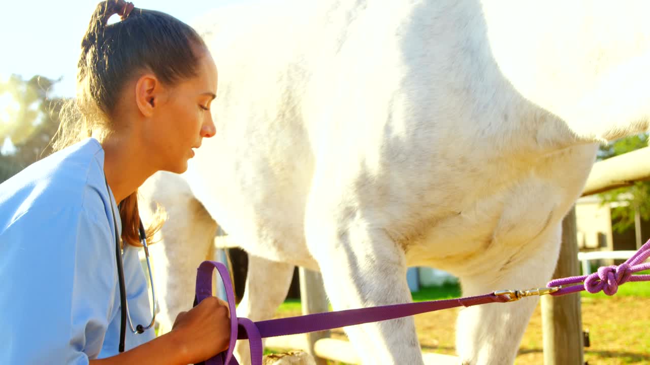 médico veterinario revisando el caballo 4k