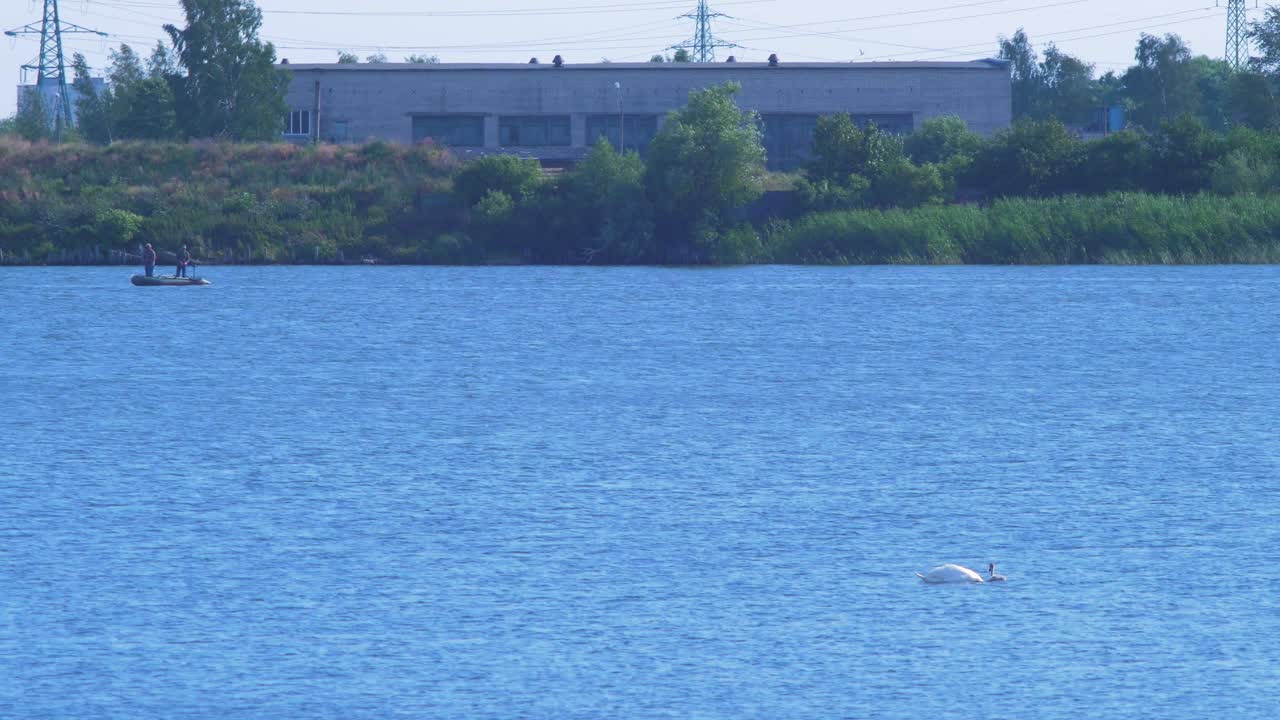 아름 다운 화창한 여름날 배경에 먼 어부의 보트와 함께 호수 리 파자에서 수영하는 음소거 백조의 그룹, 와이드 샷