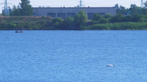 Grupo-De-Cisnes-Mudos-Nadando-En-El-Lago-Liepaja-Con-Un-Barco-De-Pescadores-Distante-En-El-Fondo-En-Un-Hermoso-Día-Soleado-De-Verano,-Plano-General