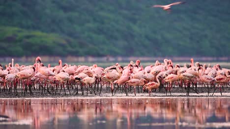 Extravagancia-De-Flamencos-Menores-En-El-Lago-Bogoria-En-Kenia,-áfrica