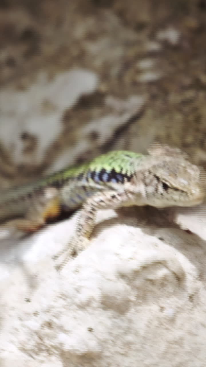 바위 위의 도마