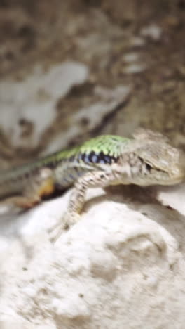 lagarto en una roca
