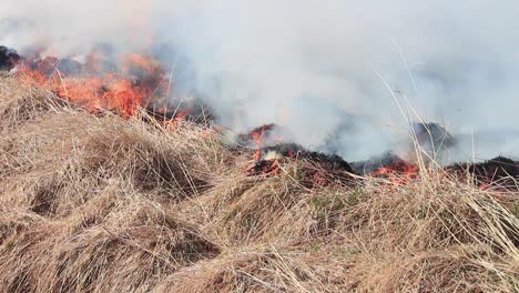 burning dry yellow grass