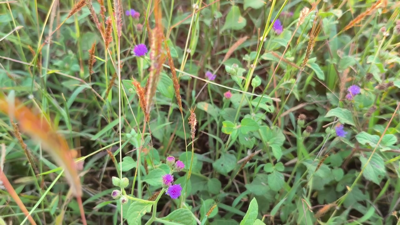 Piccoli fiori selvatici viola che crescono in un prato erboso