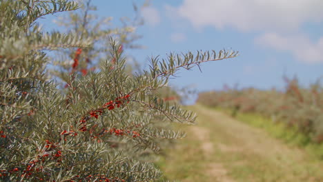 Orange-organic-sea-buckthorn-berries-growing-on-a-tree-close-up-with-a-shallow-depth-of-field-ready-to-harvest-in-slow-motion