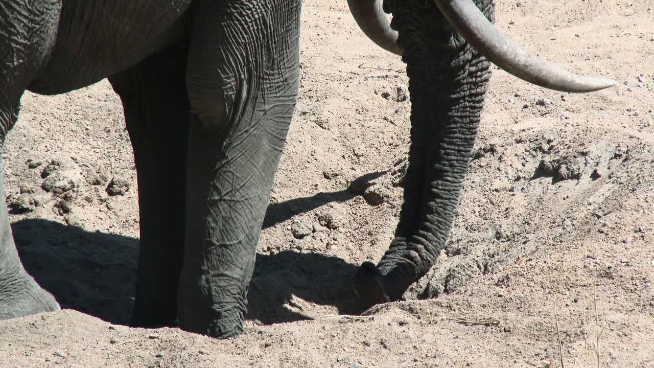 elefante africano bebiendo agua de un agujero en el lecho de un río seco, kruger n