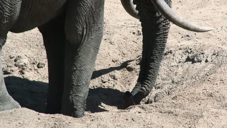 African-Elephant-drinking-water-out-of-a-hole-in-a-dry-riverbed,-Kruger-N