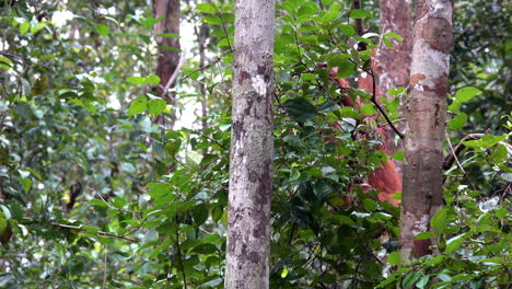 un orangután se esconde en los árboles de la selva de borneo